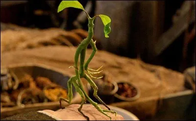 Harry Potter - Quelle est cette jolie créature présentée par Mrs. Gobe-Planche lors d'un cours de soins aux créatures magiques lors de la troisième année d'Harry ?