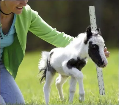 Je n'ai pas l'habitude de vous raconter des histoires (ou alors vraiment très peu) donc si je vous dis qu'une constellation porte le nom de cet animal, vous pouvez me faire confiance !