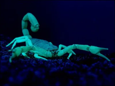 Là, par contre, je ne vous promets rien, mais je vous l'affirme quand-même, il existe une constellation qui porte le nom de cet animal !