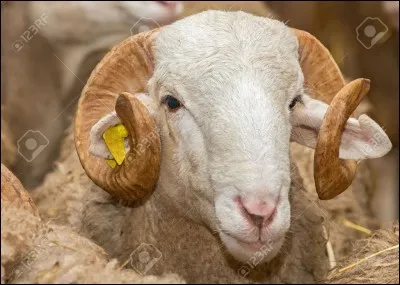 Alors, vrai ou faux ?