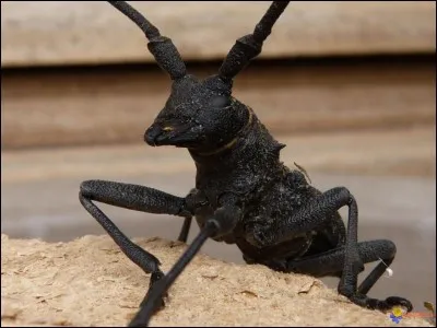 Une constellation porte le même nom que lui !