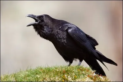 Cet oiseau a donné son nom à une constellation !