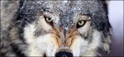 Et enfin, qui a écrit "Le Royaume des loups" ?