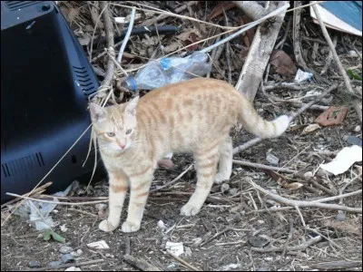 Qui a écrit "La Guerre des clans" ?