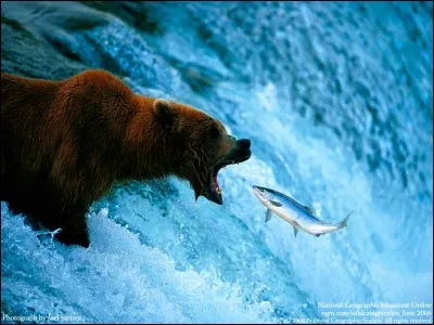 Qui a écrit "La Quête des ours" ?