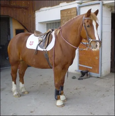 Quelle est cette race ?