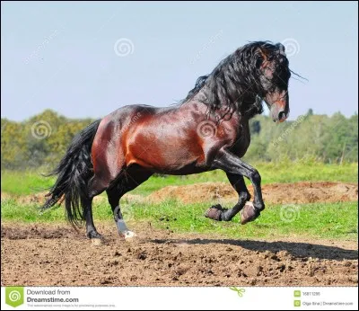 Quelle est cette race ?