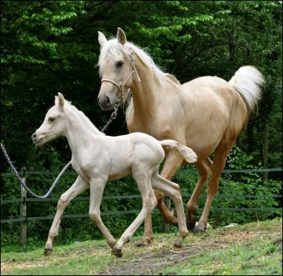 Quelle est cette race ?