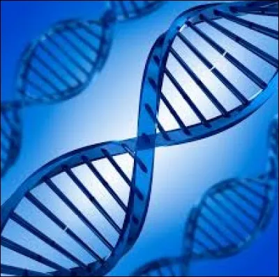 Les _______ gouvernent la transmission des caractères héréditaires.