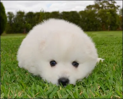 Comment s'appelle cette race de chiens ?