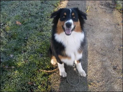 Quelle est cette race de chiens ?