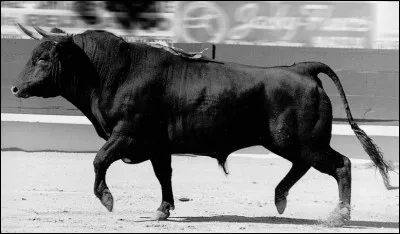 En quoi puis-je bien me déguiser ?