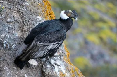 Quant à moi, que dire un peu vulgairement ?