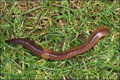 Mais que puis-je être ?