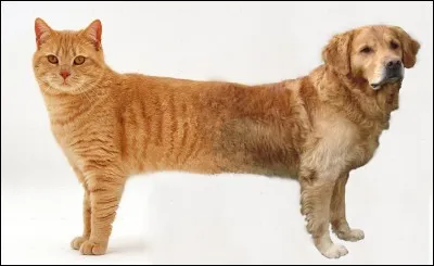 Je suis le meilleur ami de l'homme.