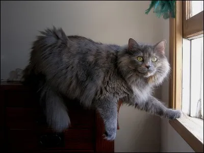 A quoi suis-je utile ?