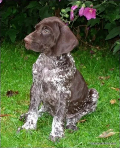 Etant donnée ma race, quelle fut ma passion ?