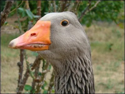 Quant à moi, ne me prenez pas pour une oie blanche, j'ai fait carrière dans :