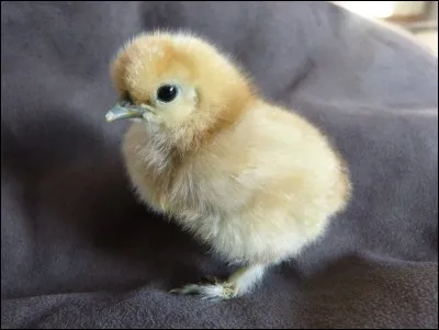 Pour tout le quiz : On parle de l'homonyme de l'image ! Que dire de moi ?