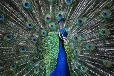 Je me prends pour un dieu !