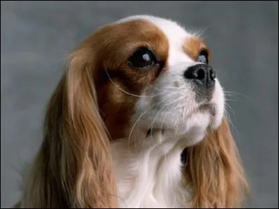 A quoi suis-je utile ? (question dédiée à mon pote ASM)