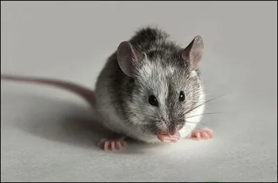 Que se passe-il si l'on prononce mon nom ?