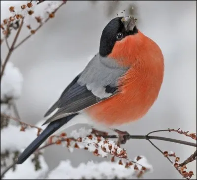 Qu'entends-tu dans le nom de ce magnifique passereau ?