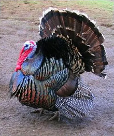 Dans le mot "dondon" quelle lettre faut-il changer pour connaître le nom de cet oiseau ?