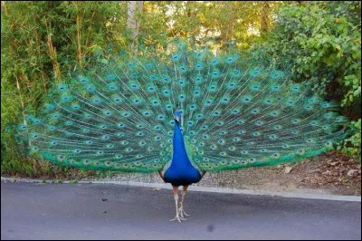 Comment écris-tu le nom de cet oiseau qui fait une jolie roue ?