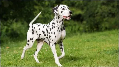 Change l'ordre des lettres du nom de cet animal et tu connaîtras...