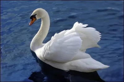 "E - C - I - G - N - Y" ! Il faut 5 lettres pour écrire le nom de cet oiseau mais tu en as 6. Laquelle vas-tu jeter ?