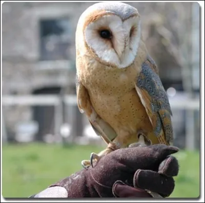 Comment écris-tu la deuxième syllabe du nom de ce rapace nocturne ?