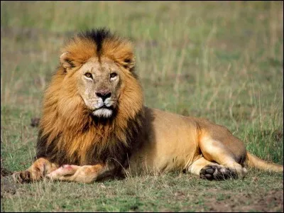 Comment appelle-t-on le petit du lion ?