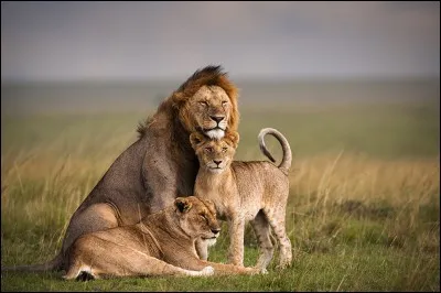 Jusqu'à quand les lionceaux restent-ils avec leur groupe ?