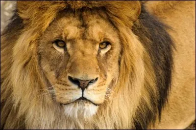 Combien de mois la gestation de la lionne dure-t-elle ?