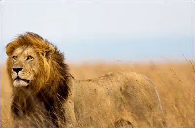 Quelle quantité de viande le lion ingère-t-il quotidiennement ?