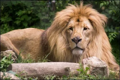 En 1995, quelle maladie a fait son apparition chez le lion dans le Parc national Kruger ?