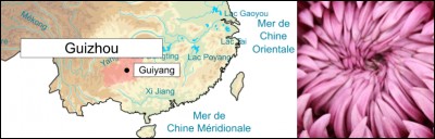 À Guiyan, la rue "Ju Hua Dong" se traduirait par "Grotte (Dong) au chrysanthème (ju hua)". Tout irait bien si cette expression n'avait un tout autre sens, argotique celui-ci ! Lequel ?