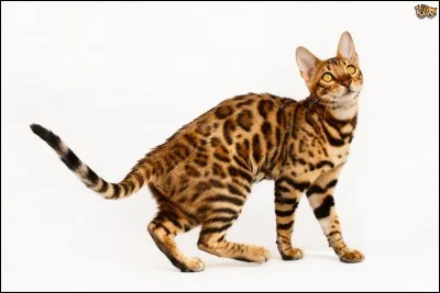 Quelle est la race de ce chat ?