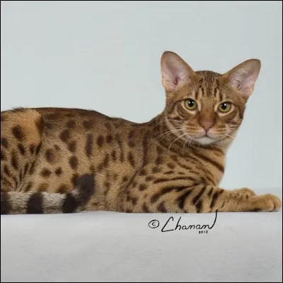 Quelle est la race de ce chat se rapprochant de l'ocelot ?