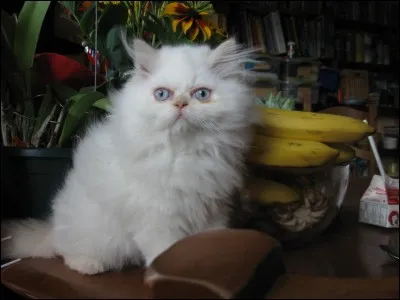 Quelle est cette race de chat venant des &Eacute;tats-Unis ?