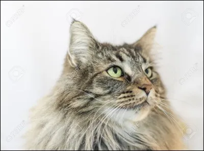 Quelle est la race de ce chat ?