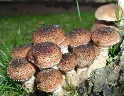 Comment nomme-t-on ce champignon ?