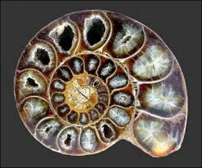 On parle souvent de perles, mais quelles sont celles du genre Helix ?