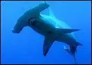 Quel est ce requin ?