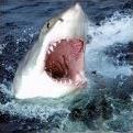 Quiz Requins