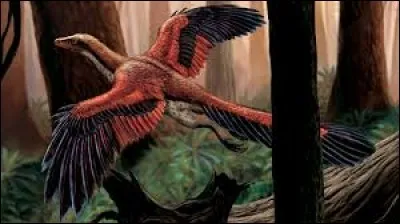 De quel genre est cet oiseau fossile du jurassique, appelé archaeoptéryx ?