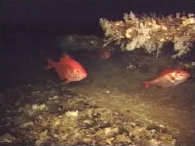 Où nage le béryx ?