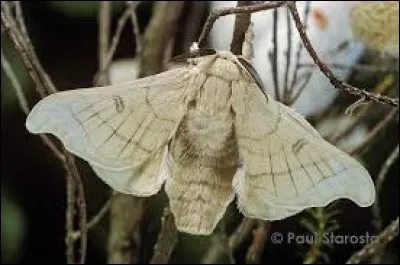 Quel est le nom de ce lépidoptère nocturne dont l'espèce principale est le papillon ?