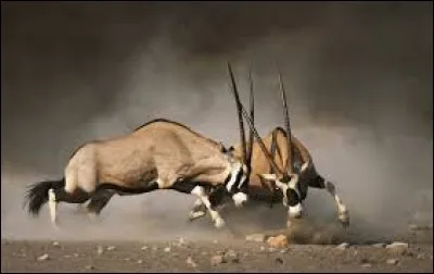 Elle a des cornes enroulées et il s'agit d'une antilope.